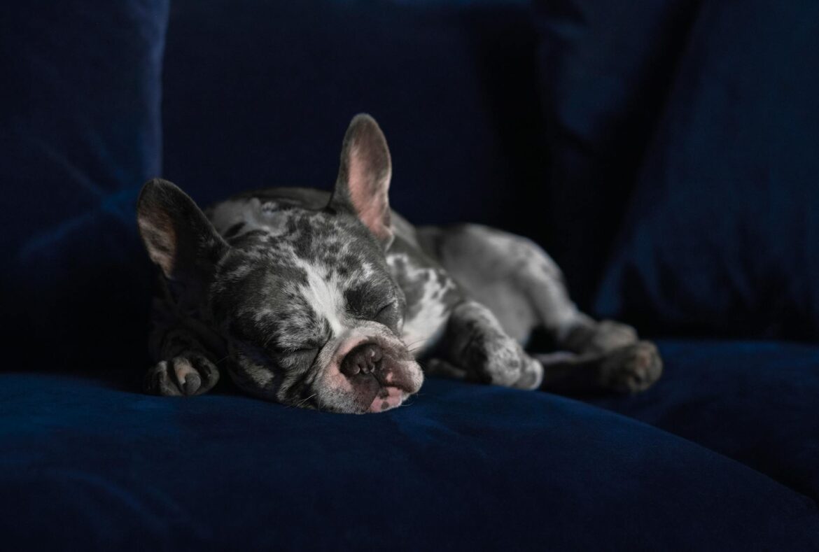 Puppy French Bulldog for Sale: Your Complete UK Guide - ilustracja artykulu