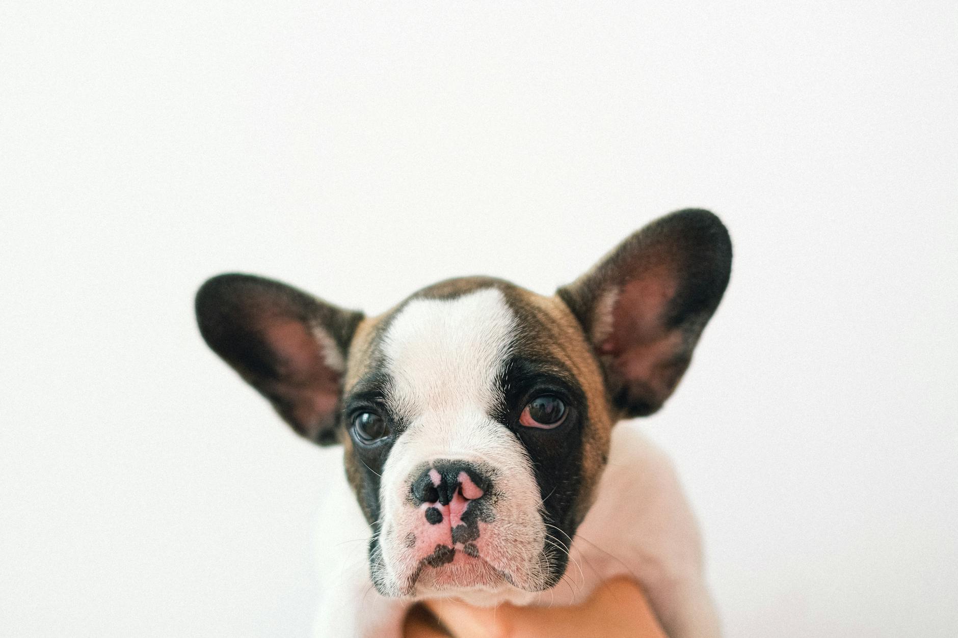 Puppy French Bulldog for Sale: Your Complete UK Guide - zdjecie w tresci
